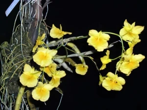 Image de Dendrobium sukhakulii 1